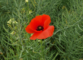 P1020816